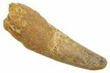 Fossil Spinosaurus Tooth - Real Dinosaur Tooth #363472-1